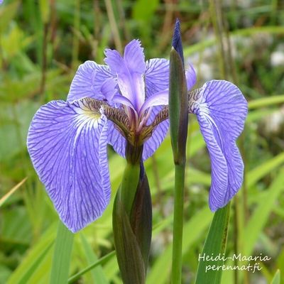 Kaunokurjenmiekka - Iris setosa