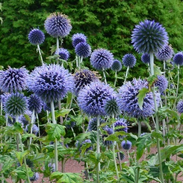 Sinipallo-ohdake -  Echinops bannaticus Blue Globe