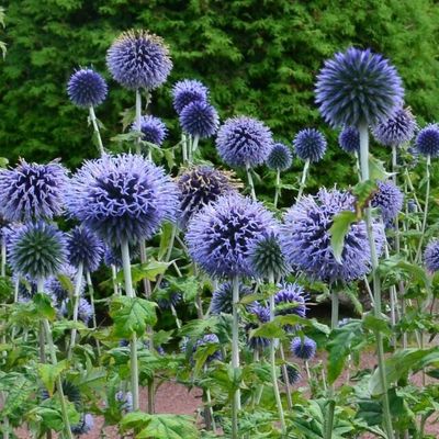 Sinipallo-ohdake -  Echinops bannaticus Blue Globe