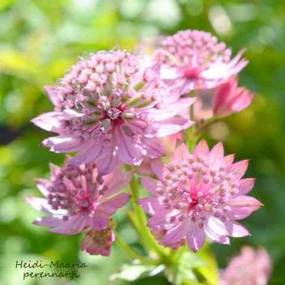 Isotähtiputki Astrantia major Rosea