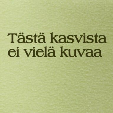 Ryytisalvia Salvia officinalis