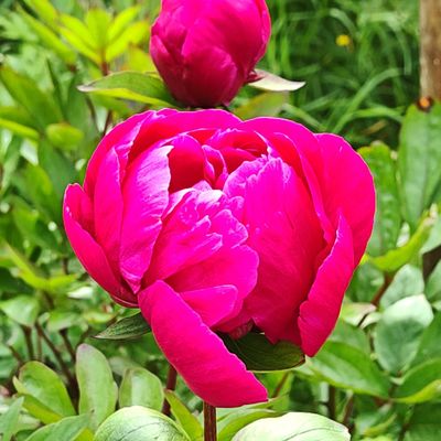 Kiinanpioni Paeonia Red Sarah Bernhardt
