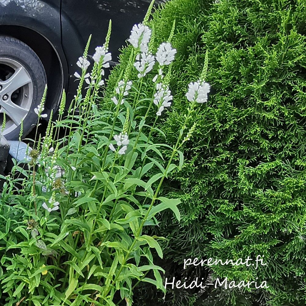 Kellopeippi - Physostegia  virginia Alba