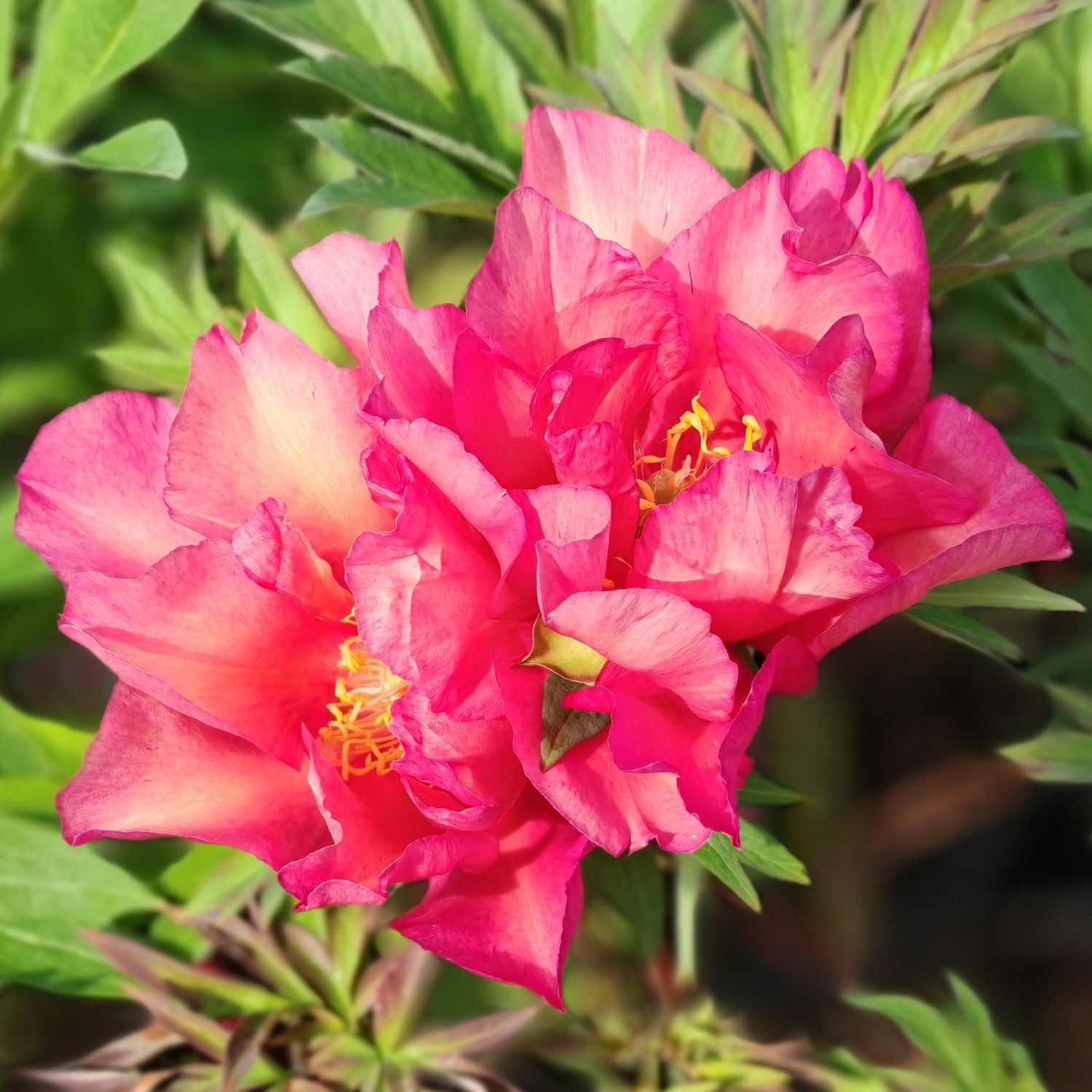 Pioni Itoh pensaspioni Julia Rose