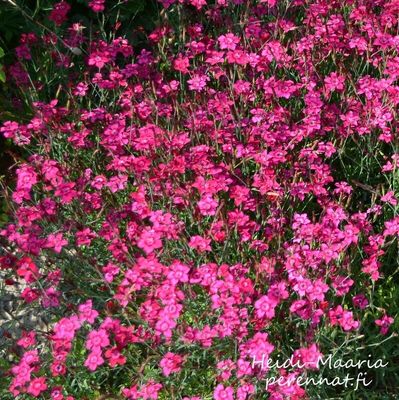 Ketoneilikka  Dianthus deltoides Brilliant