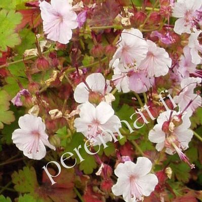 Peittokurjenpolvi Geranium "Biokovo"