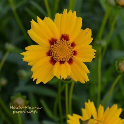 Aurinkokaunosilmä Coreopsis lanceolata "Sterntaler "