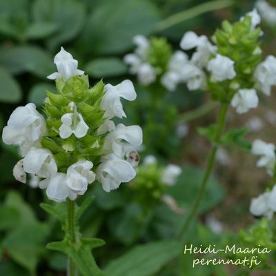 Isoniittyhumala - Prunella grandiflora Alba