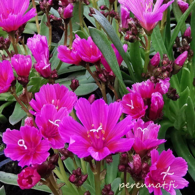 Tähtilevisia Lewisia longipetala Little Rasberry