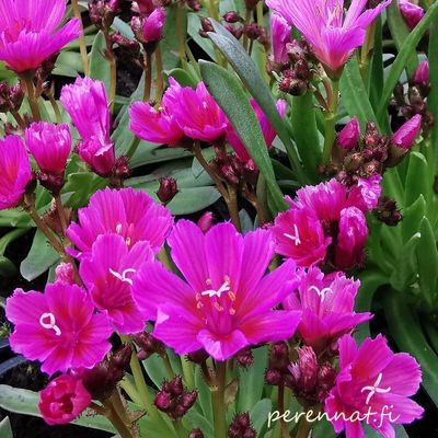 Tähtilevisia Lewisia longipetala Little Rasberry