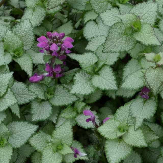 Hopeatäpläpeippi Lamium maculatum Beacon Silver