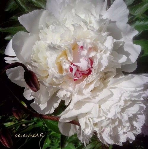 Kiinanpioni Paeonia Festiva Maxima