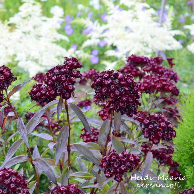 Harjaneilikka Dianthus barbatus Sooty