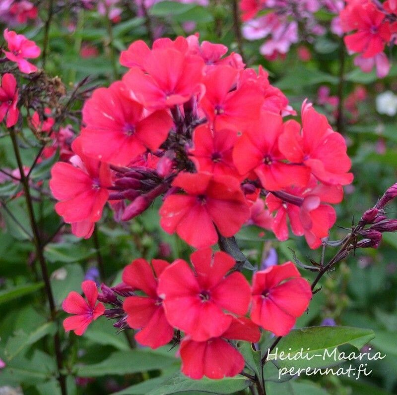 Syysleimu Phlox paniculata Starfire
