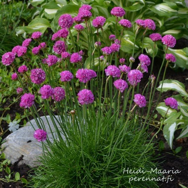 Rantalaukkaneilikka  Armeria maritima Splendens