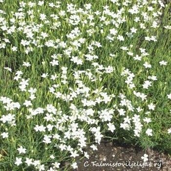 Ketoneilikka Dianthus deltoides Albus
