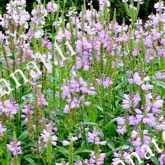 Kellopeippi Physostegia virginia ’Rosea’
