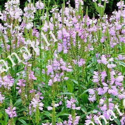 Kellopeippi Physostegia virginia ’Rosea’