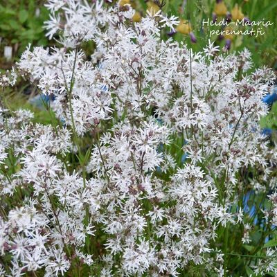 Käenkukka - Lychnis flos-cuculi White Robin