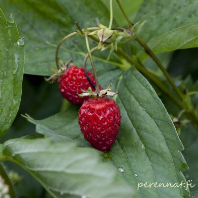 Kuukausimansikka -  Fragaria Improved Rügen