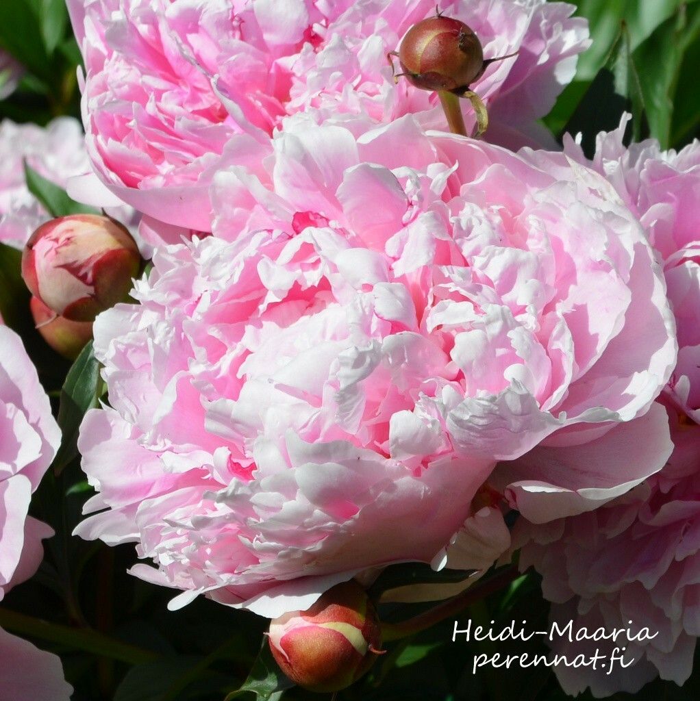 Kiinanpioni Paeonia Sarah Bernhardt (select) juurakko