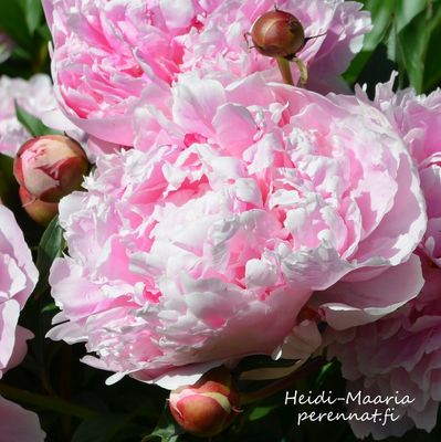 Kiinanpioni Paeonia Sarah Bernhardt (select) juurakko