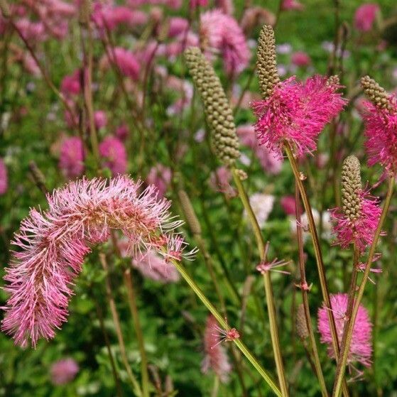 Nuokkuluppio Sanquisorba obtusa