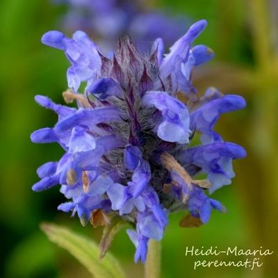 Tähkäkissanminttu Nepeta nervosa Blue Carpet