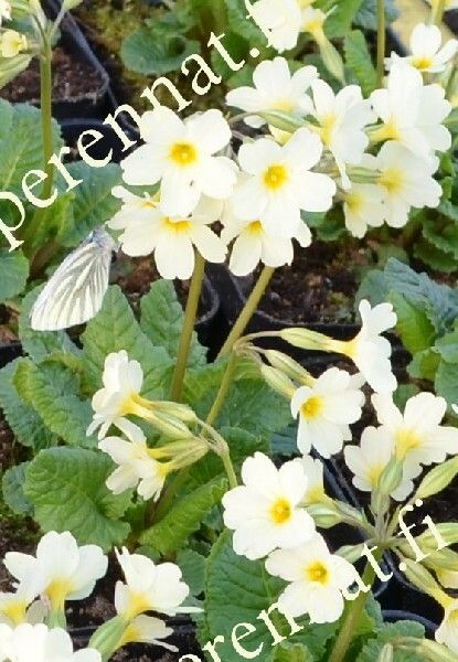 Suikeroesikko  Primula Pruhoniciana-Ryhmä ´John Mo´