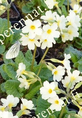 Suikeroesikko  Primula Pruhoniciana-Ryhmä ´John Mo´