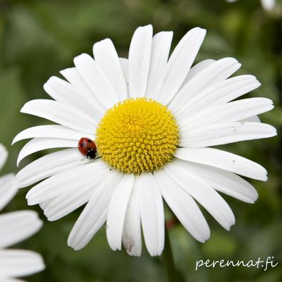 Prinsessankakkara  Leucanthemum x superbum ‘Silberprinzesschen’