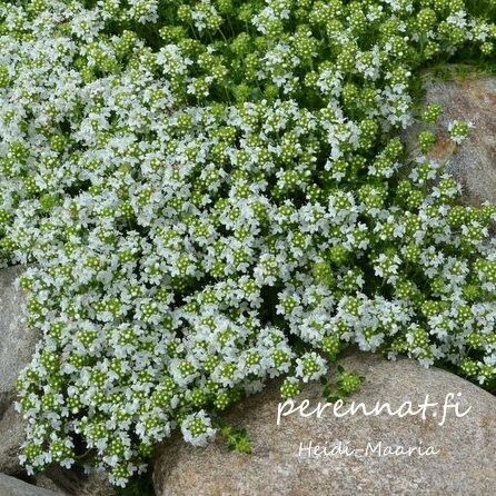 Kangasajuruoho Thymus serpyllum Albus