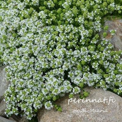 Kangasajuruoho Thymus serpyllum Albus
