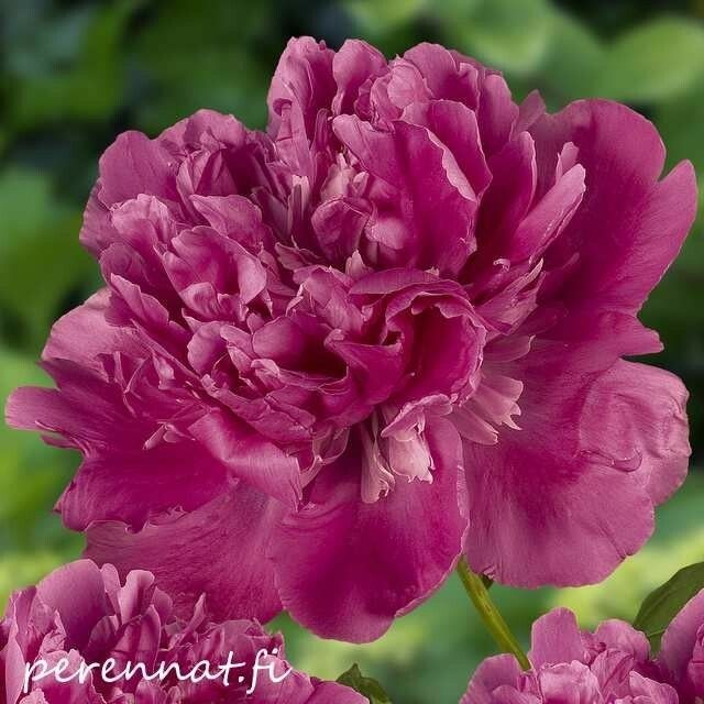 Kiinanpioni - Paeonia lactiflora Edulis Superba