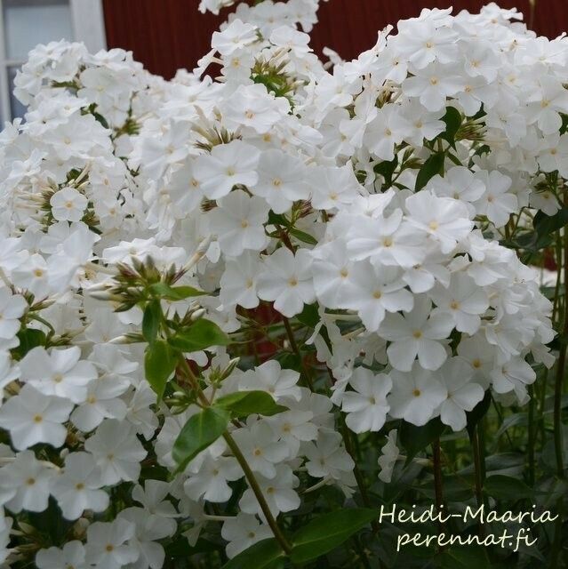 Täpläleimu Phlox carolina