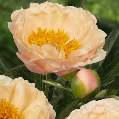 Kiinanpioni Paeonia King’s Day