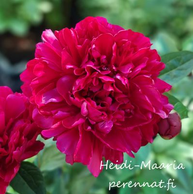 Kiinanpioni Paeonia Red Magic (Hei Hai Bo Tao - Mustanmeren aallot)