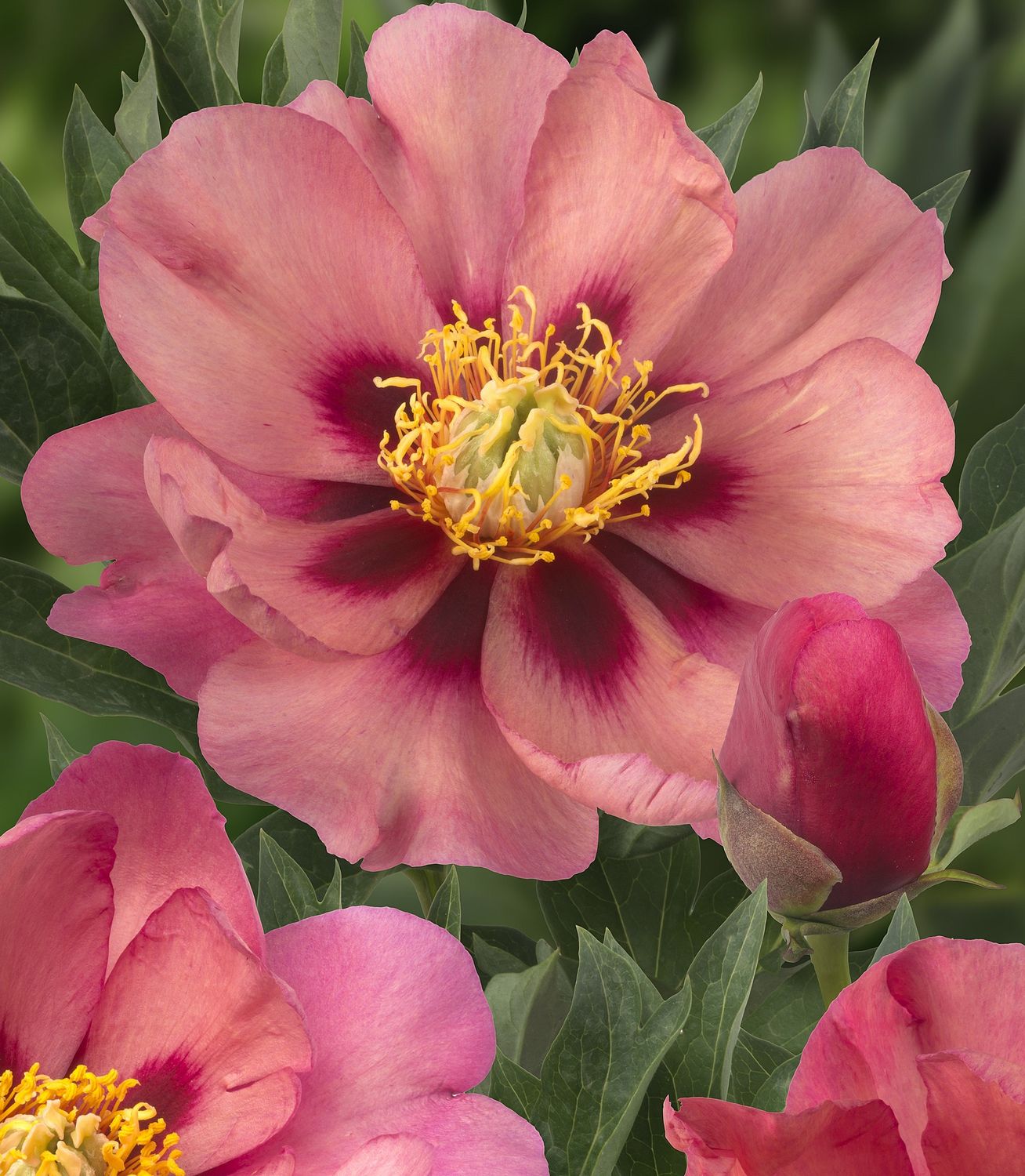 Pioni Itoh-pensaspioni - Old Rose Dandy