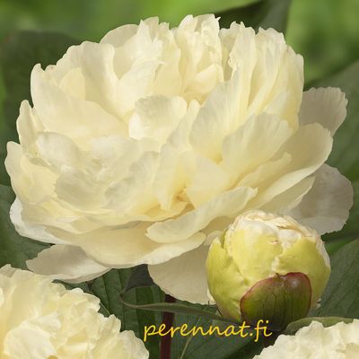 Hybridipioni - Paeonia Sunny Girl