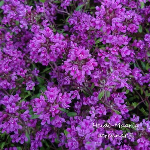 Harmaa-ajuruoho Thymus praecox ´Red Carpet´