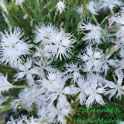 Hietaneilikka Dianthus arenarius