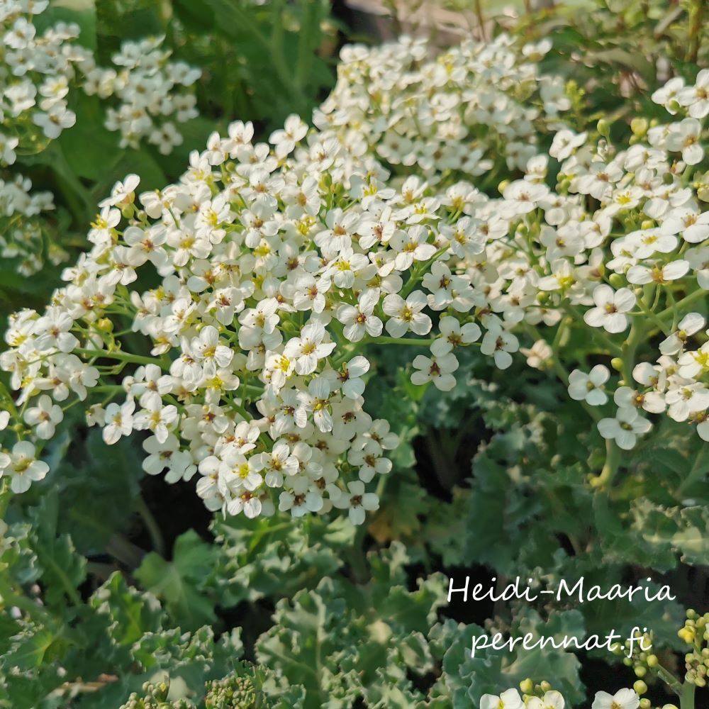 ​Merikaali Crambe maritima