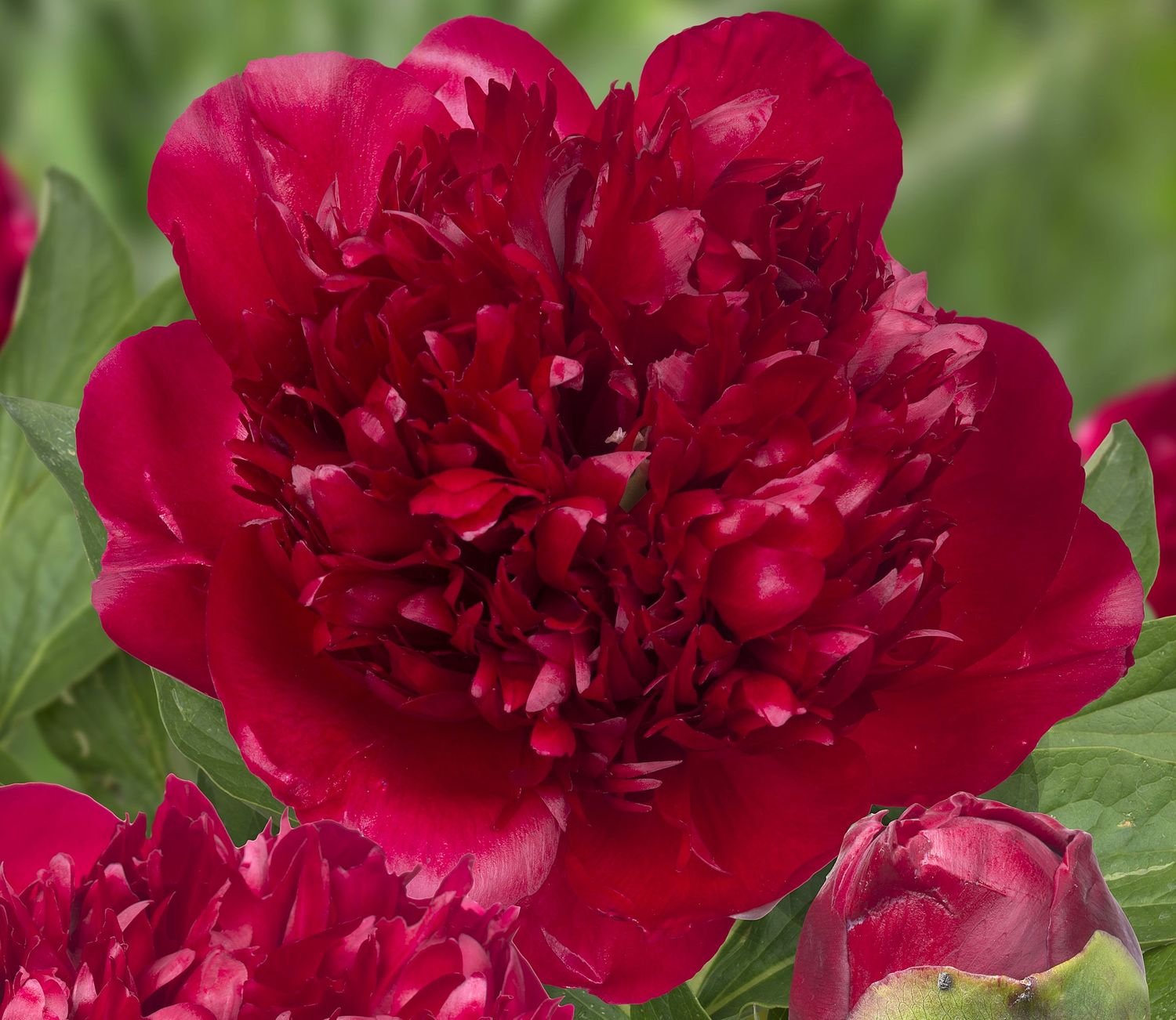 Hybridipioni Paeonia Christmas Velvet