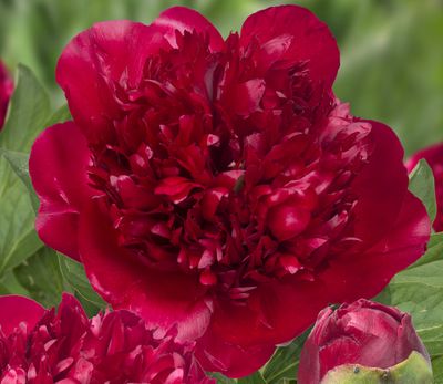 Hybridipioni Paeonia Christmas Velvet
