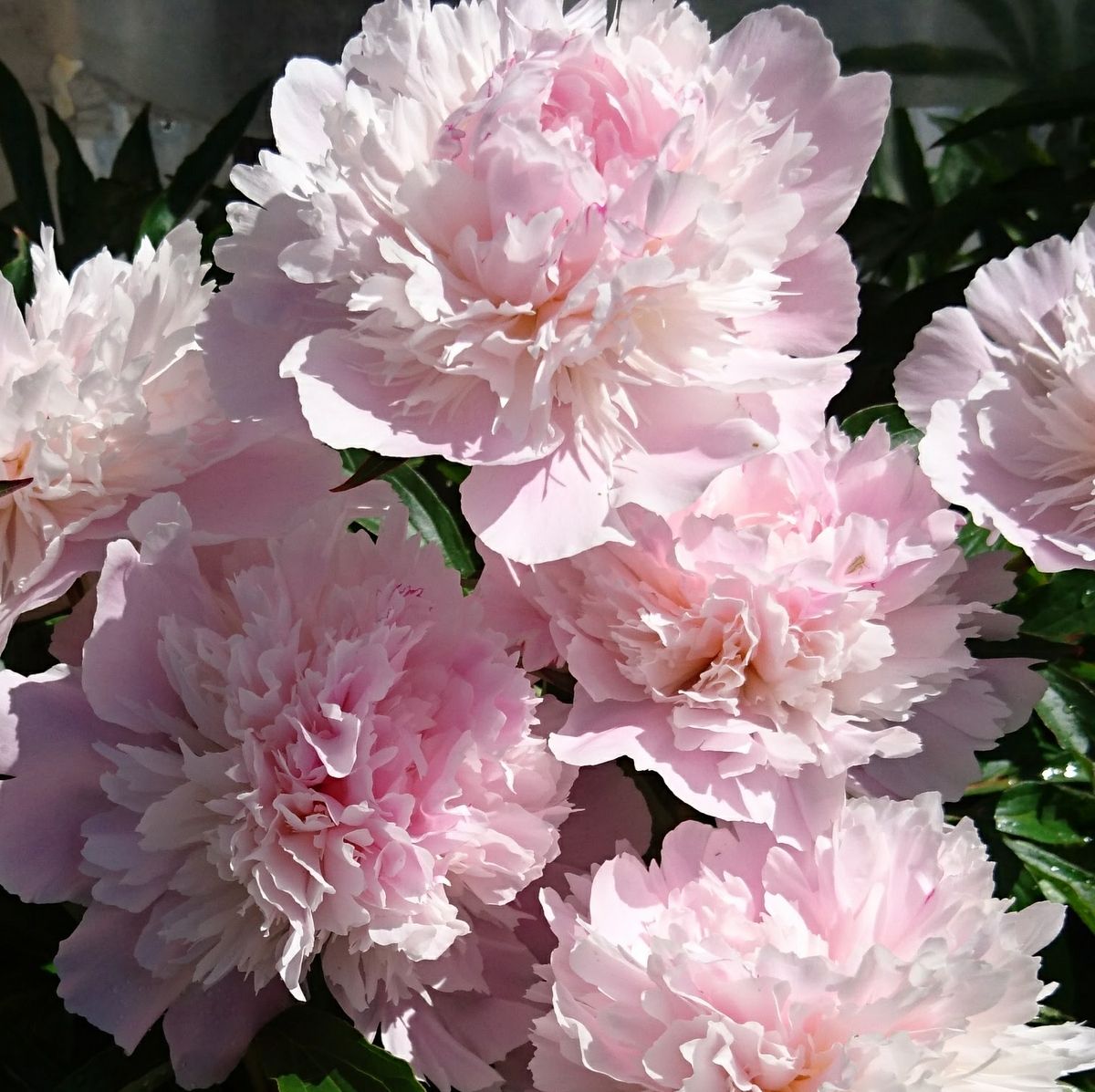 Kiinanpioni - Paeonia Alertie juurakko