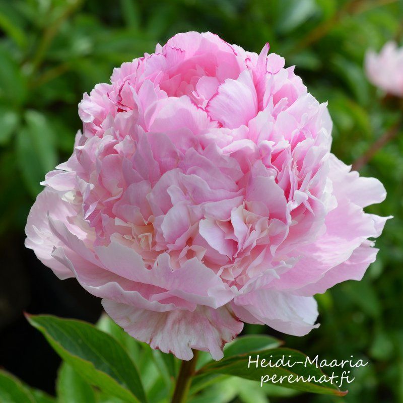 Kiinanpioni Paeonia lactiflora Angel Cheeks juurakko