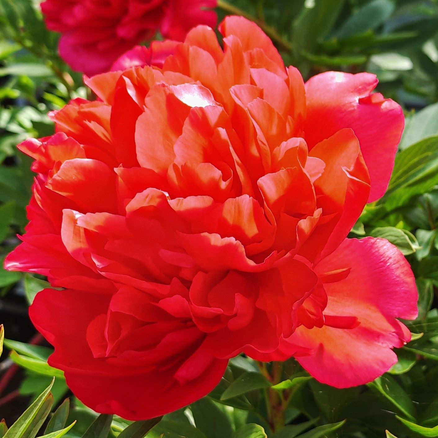 Hybridipioni ’Command Performance’ juurakko