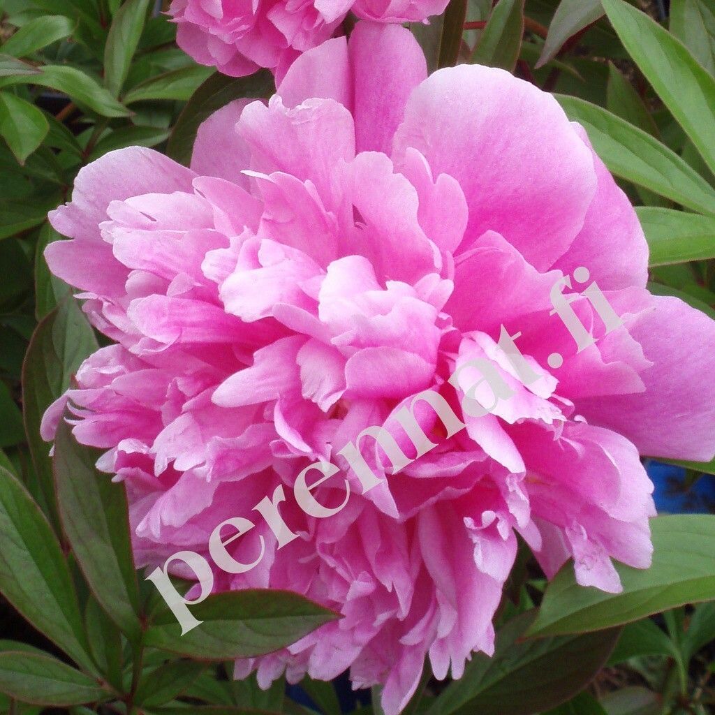 Kiinanpioni Paeonia Doctor Alexander Fleming juurakko