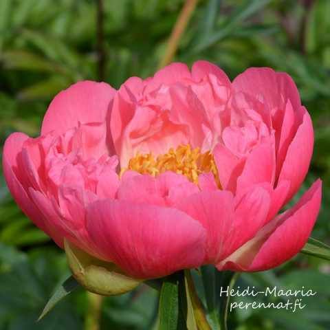 Hybridipioni - Paeonia Coral Charm juurakko