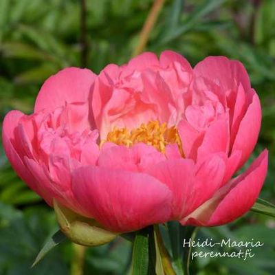 Hybridipioni - Paeonia Coral Charm juurakko